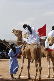 Image du Maroc Professionnelle de  Des hommes du désert s’apprêtent à une course de chameaux organisé dans un site désertique sur lequel la ville de Tan Tan a toujours accueilli la majorité des tribus et des grandes familles nomades du désert lors d'un grand Moussem, Samedi 7 Septembre 2013. Le festival parrainé par l'UNESCO rassemble des milliers de nomades du Maroc. (Photo / Abdeljalil Bounhar)